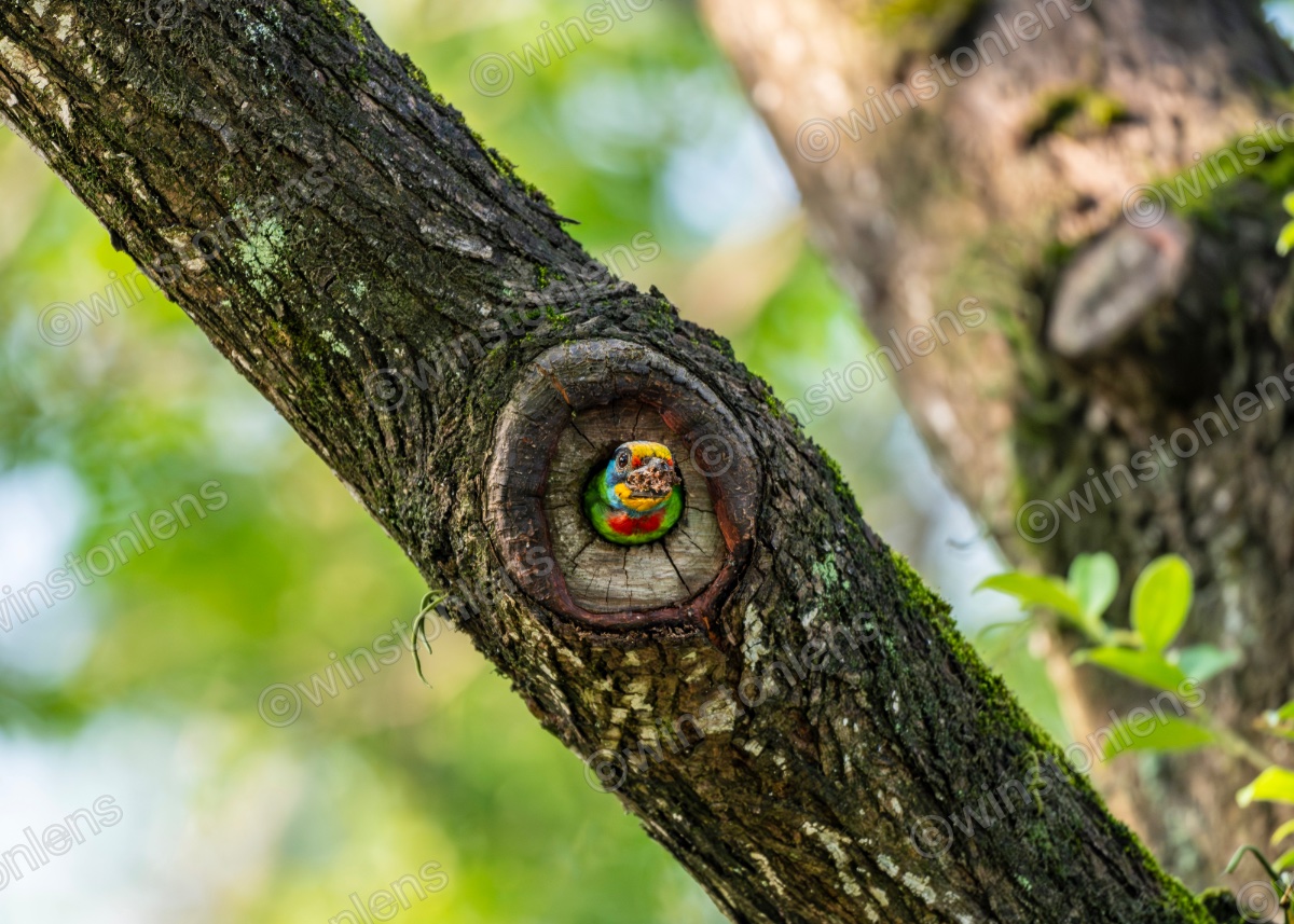 Photo from Taiwan barbet