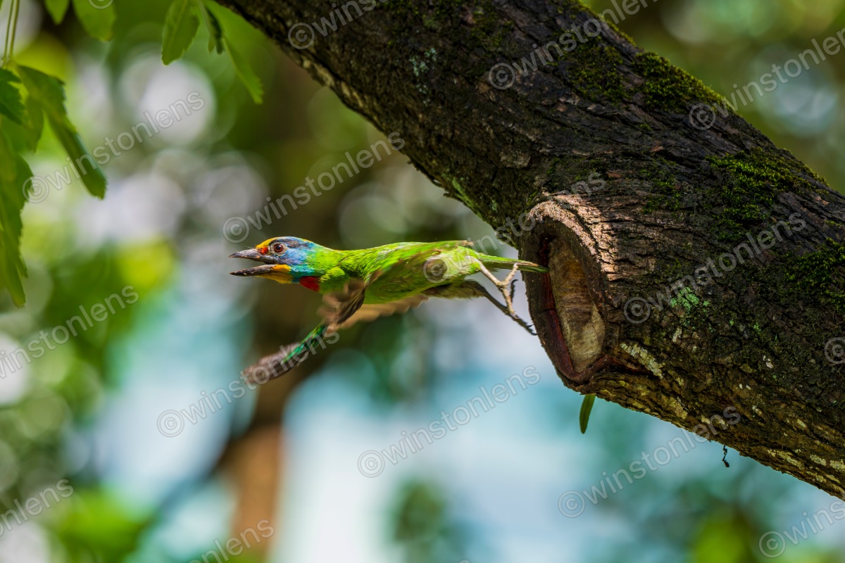 Photo from Taiwan barbet