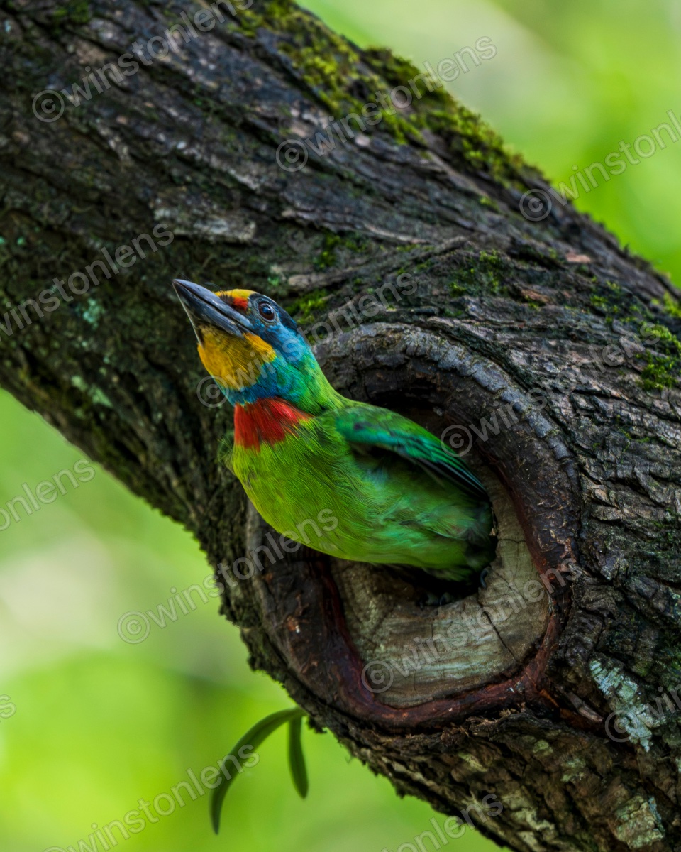 Photo from Taiwan barbet