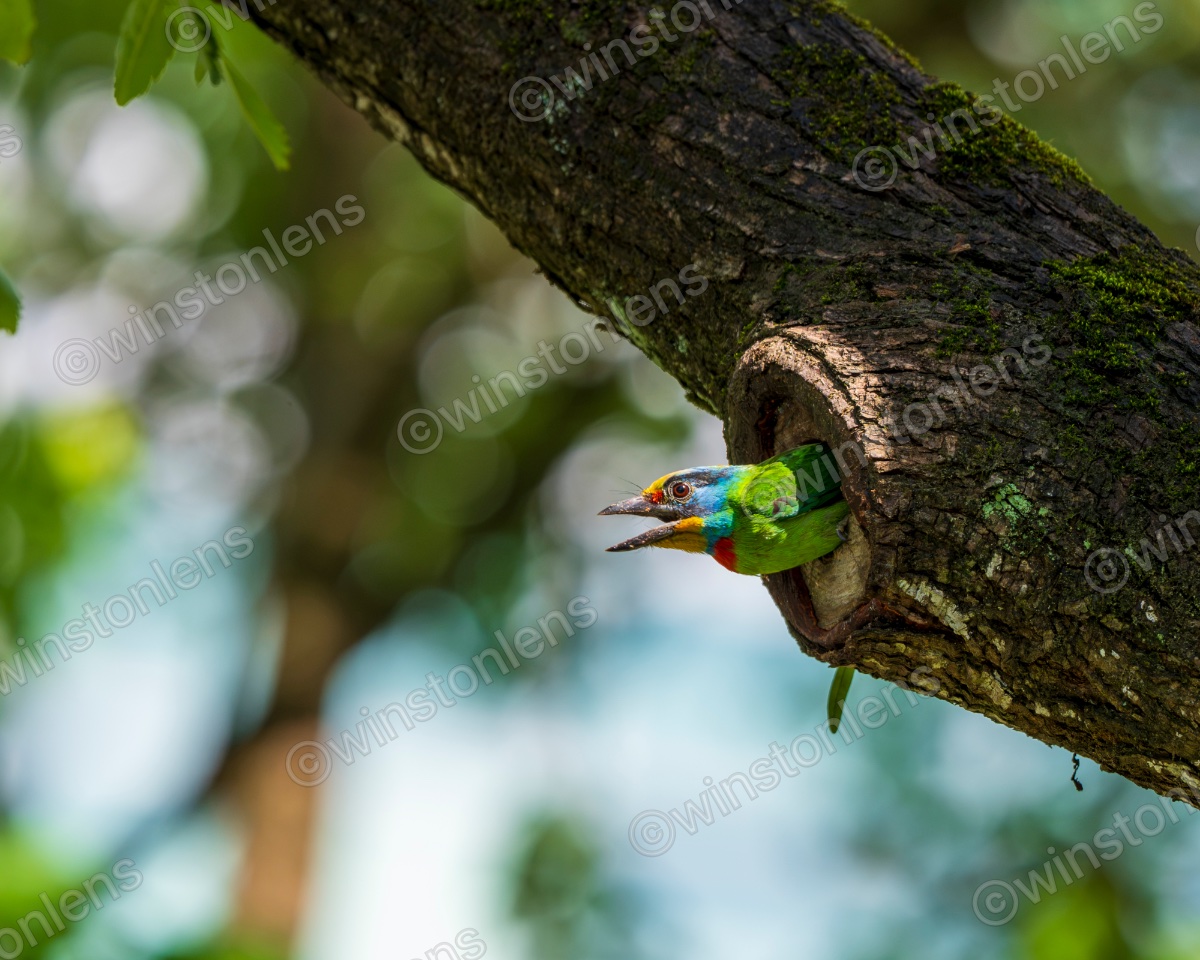 Photo from Taiwan barbet