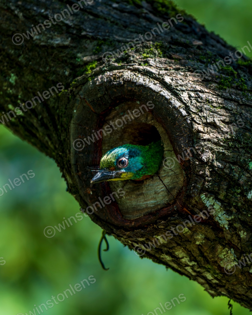 Photo from Taiwan barbet