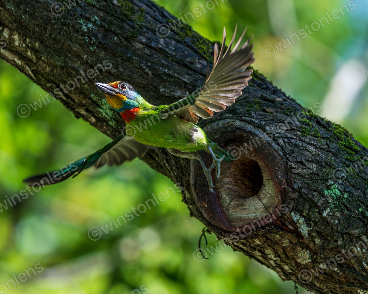 Photo from Taiwan barbet