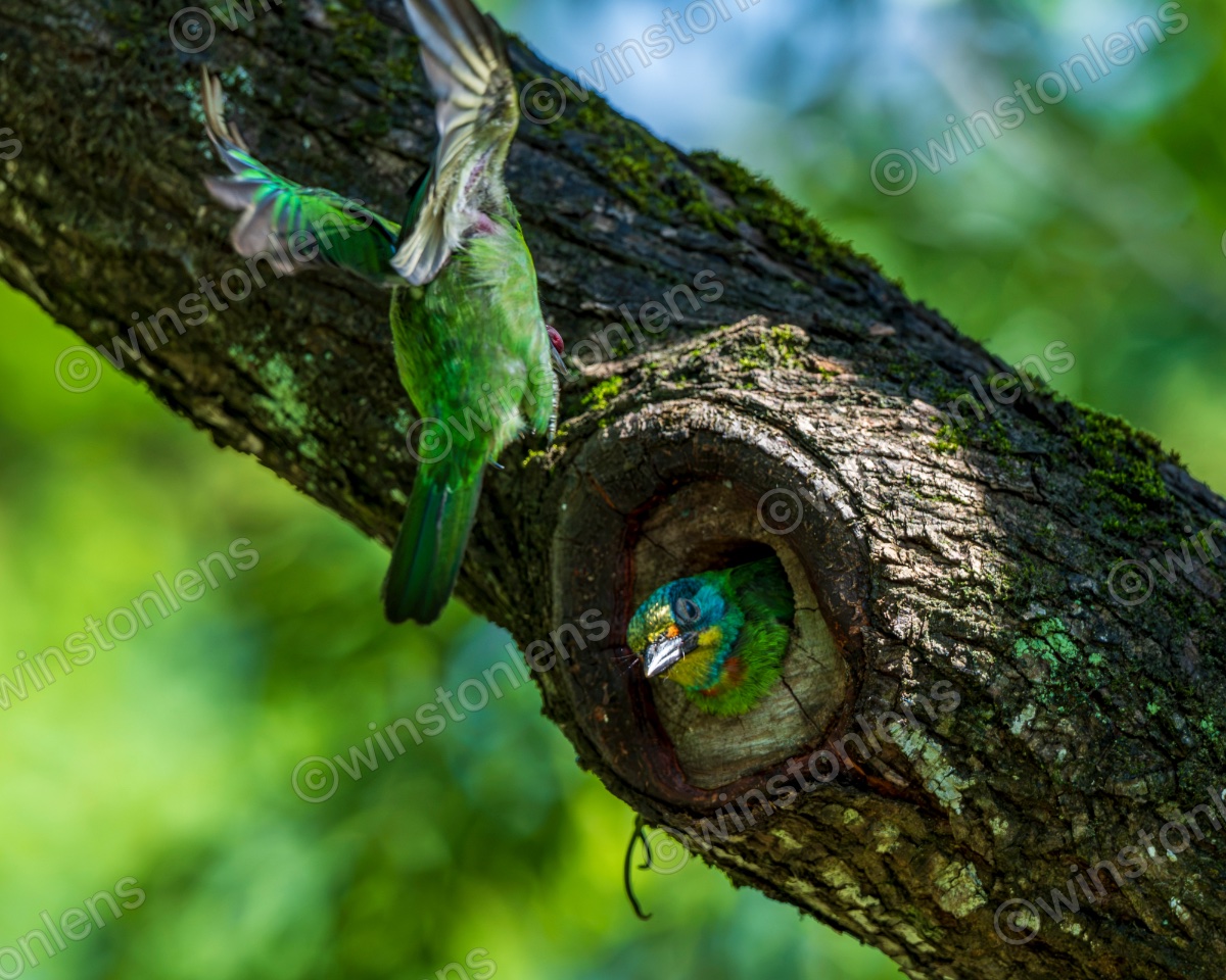 Photo from Taiwan barbet