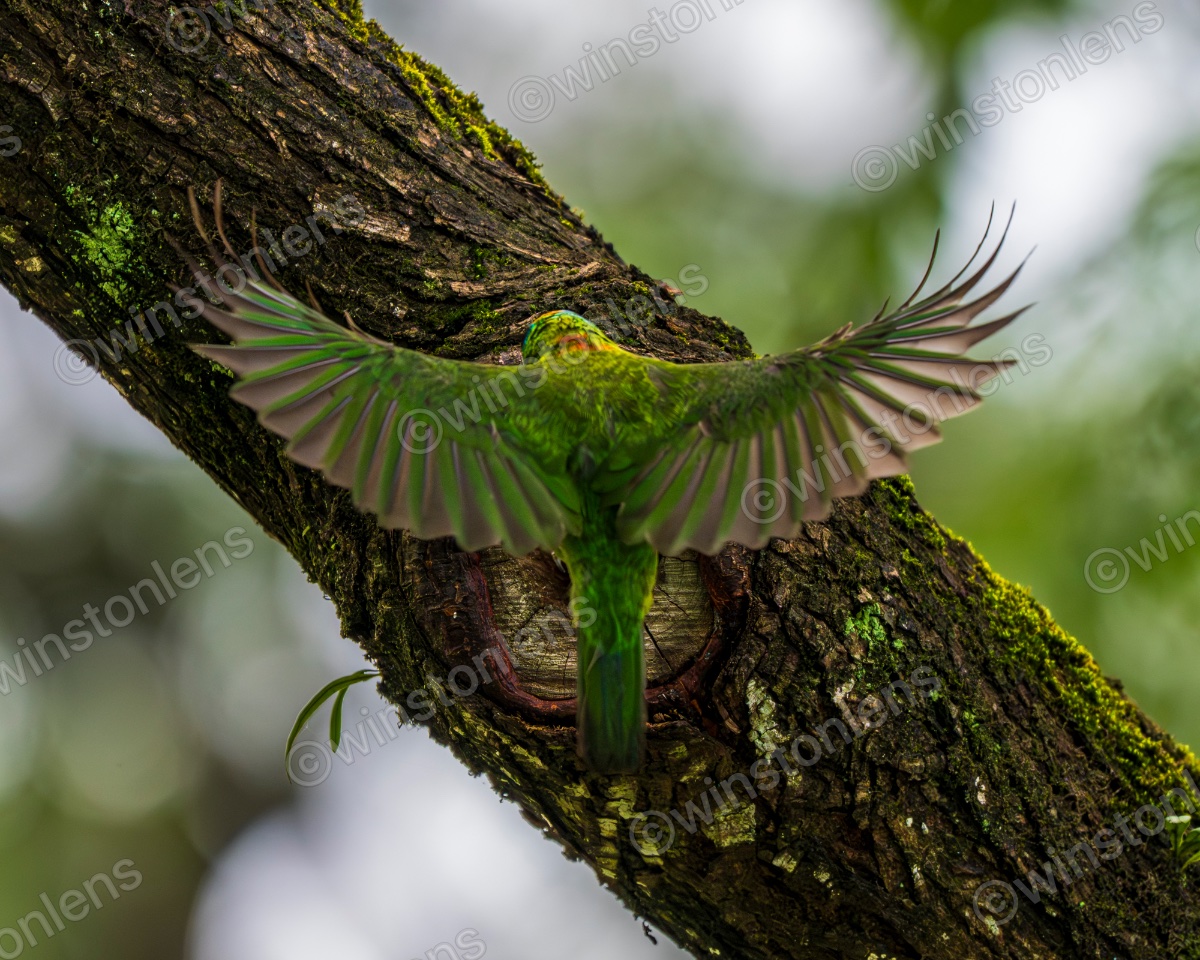 Photo from Taiwan barbet