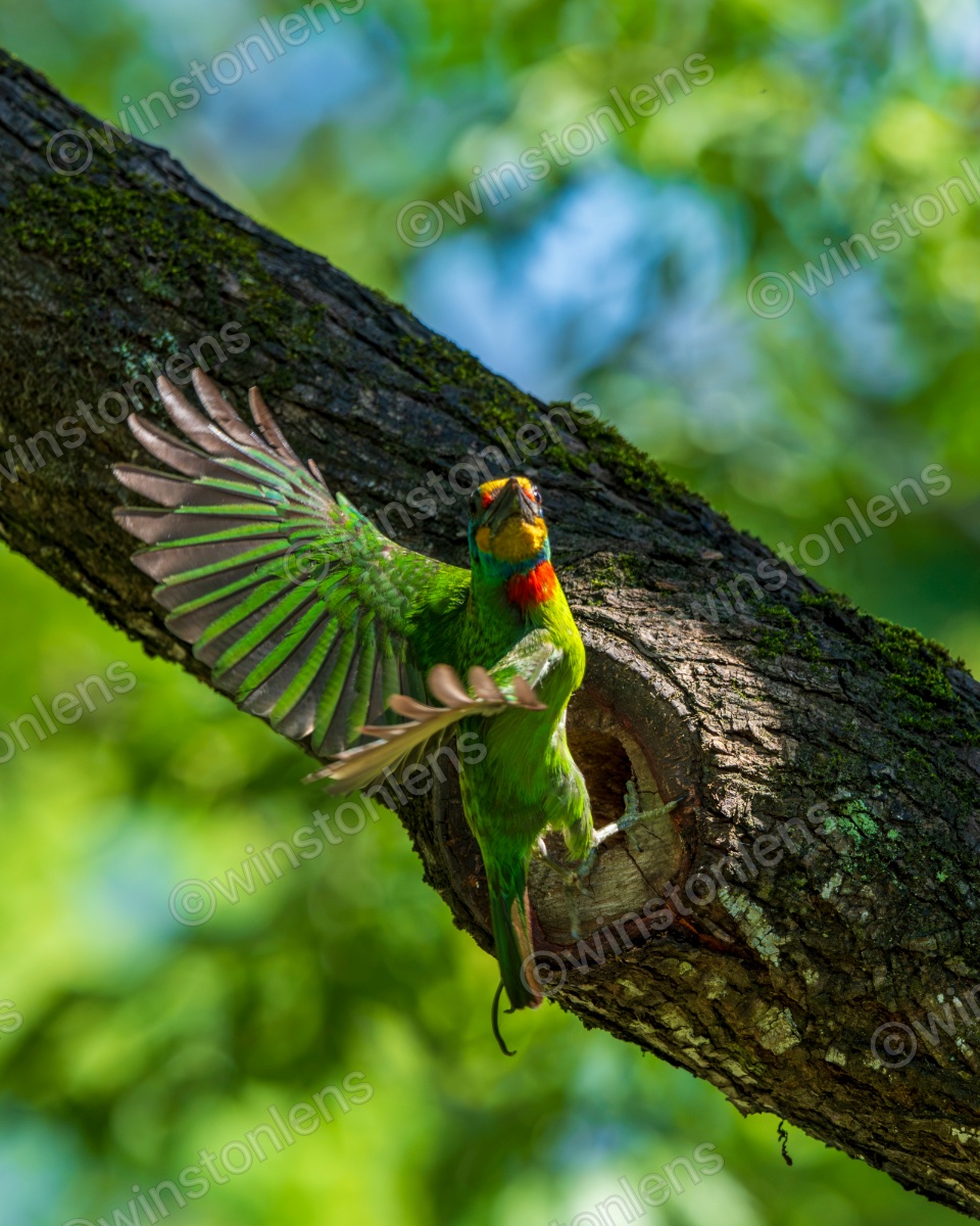 Photo from Taiwan barbet