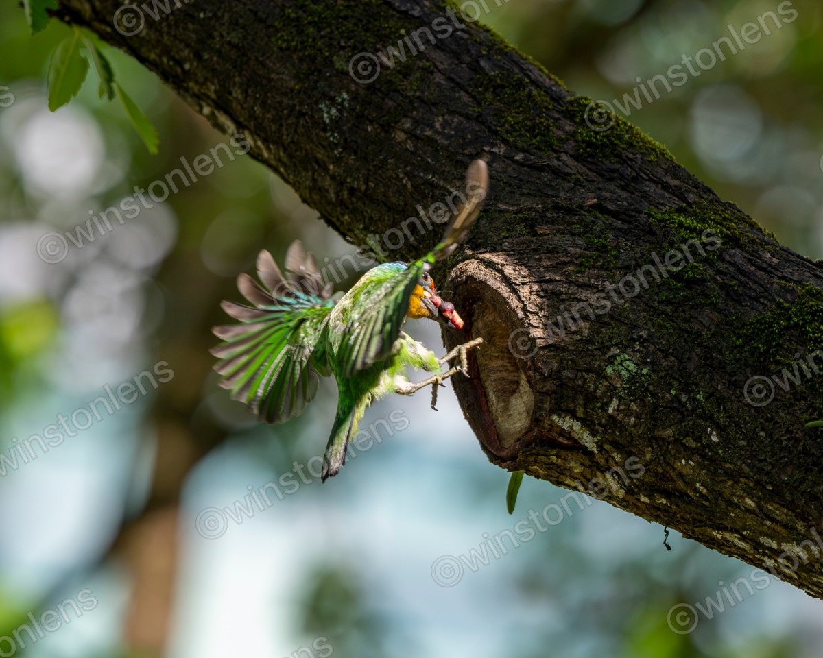 Photo from Taiwan barbet