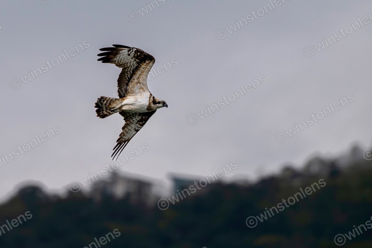 Photo from Osprey
