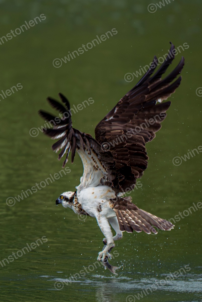 Photo from Osprey