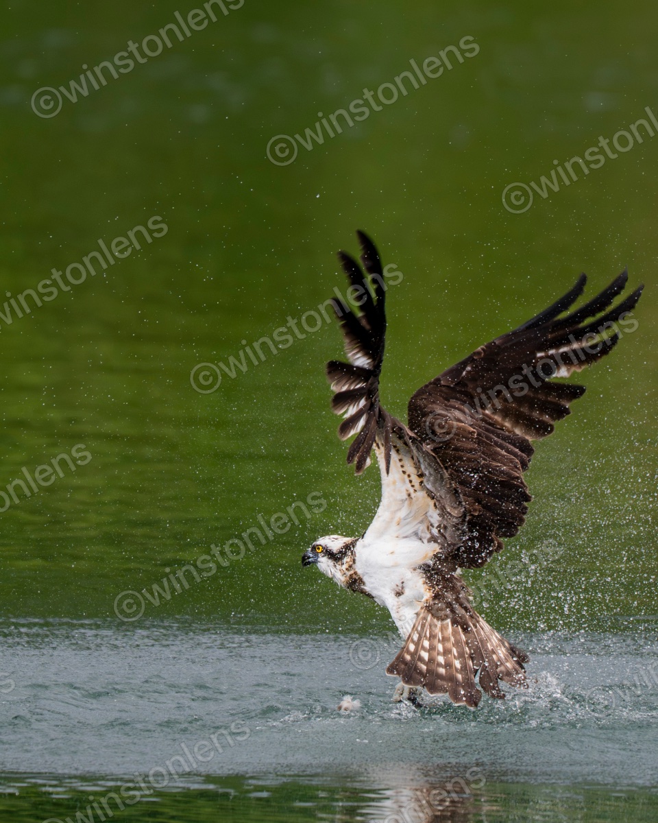 Photo from Osprey