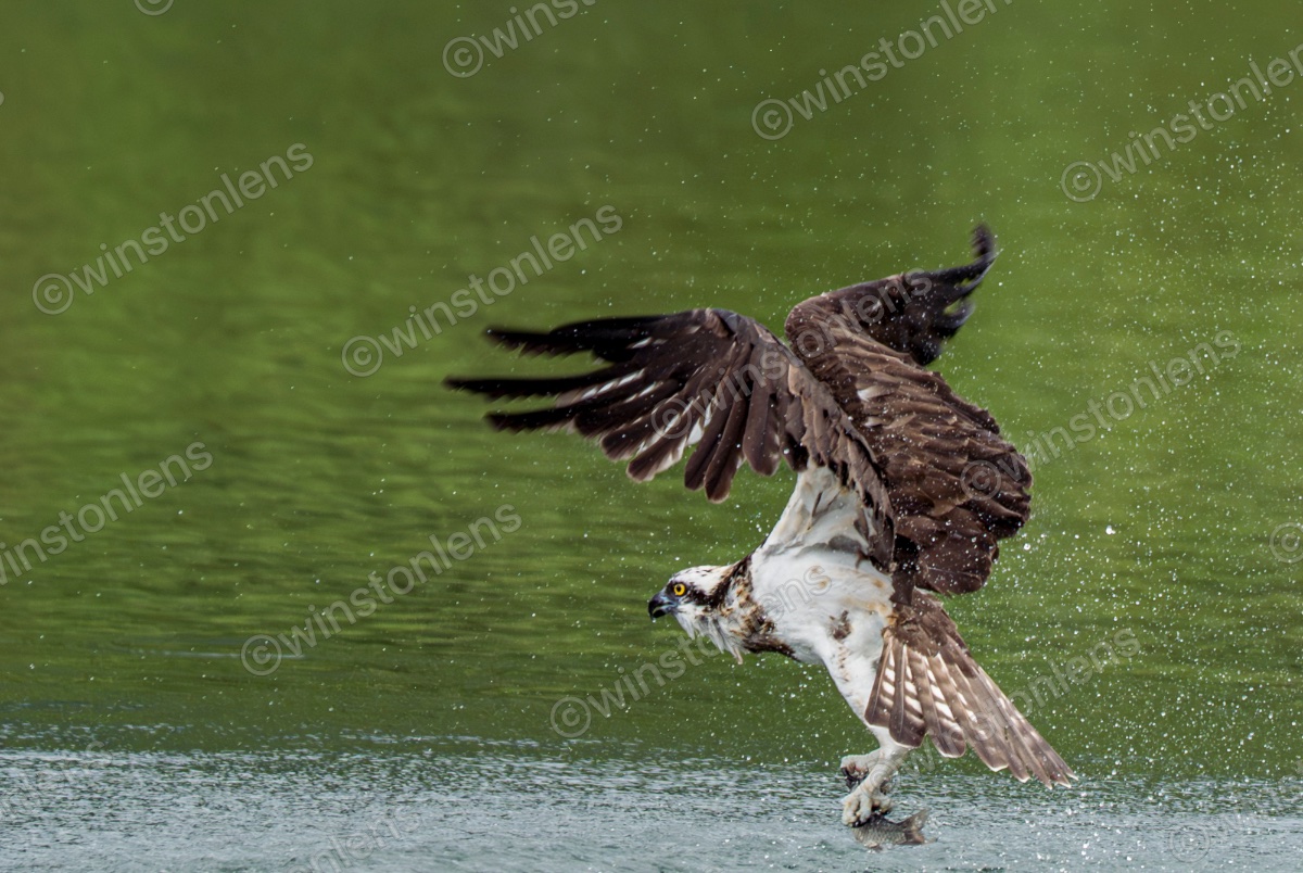 Photo from Osprey