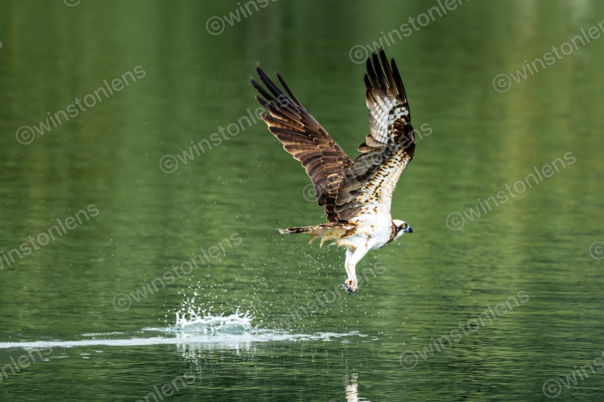 Photo from Osprey